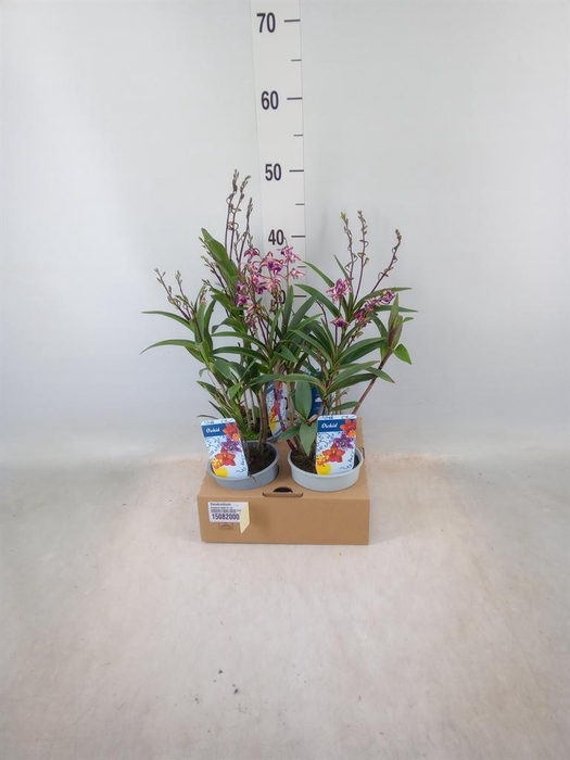 <h4>Dendrobium ...</h4>