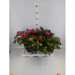 Rhododendron   ...mix