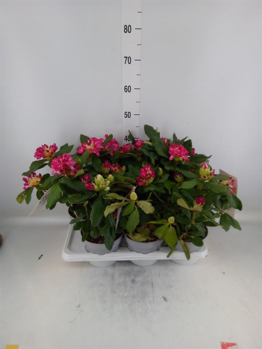 <h4>Rhododendron   ...mix</h4>