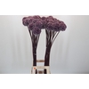 Allium Summer Drummer