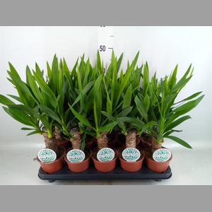 Yucca   ...
