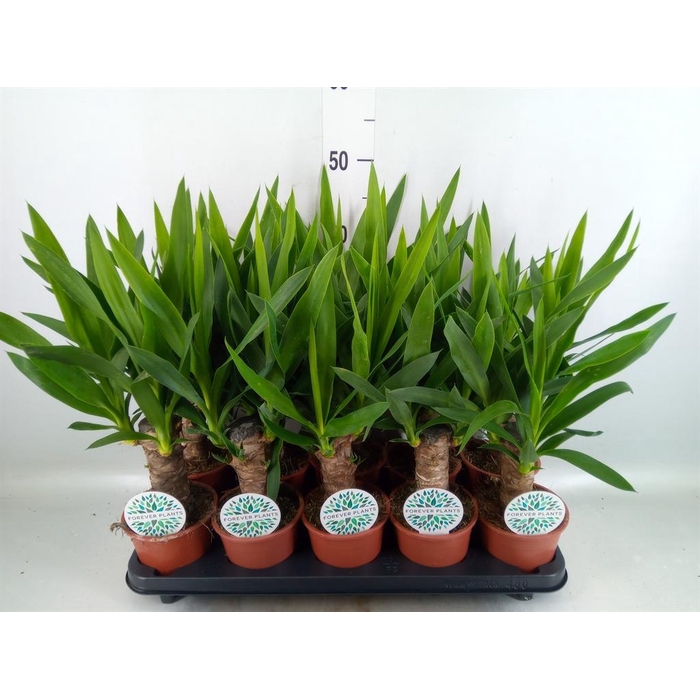 <h4>Yucca   ...</h4>