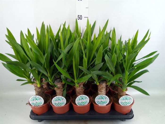 Yucca   ...