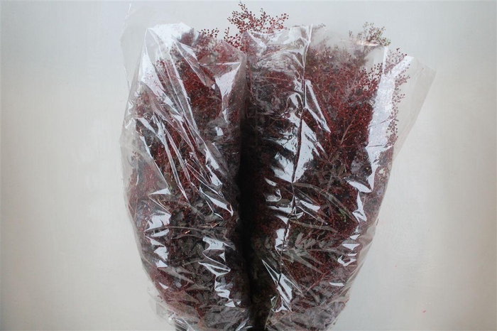 <h4>Mimosa Baleana Abs Red P Bunch</h4>