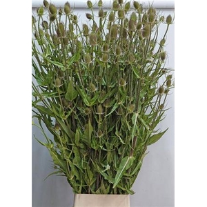 Dipsacus