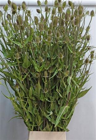 <h4>Dipsacus</h4>
