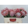 Protea Cynaroides