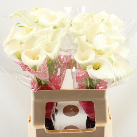 <h4>Zantedeschia captain ventura</h4>