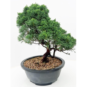 Juniperus chinensis, 23cm., in trainingspot