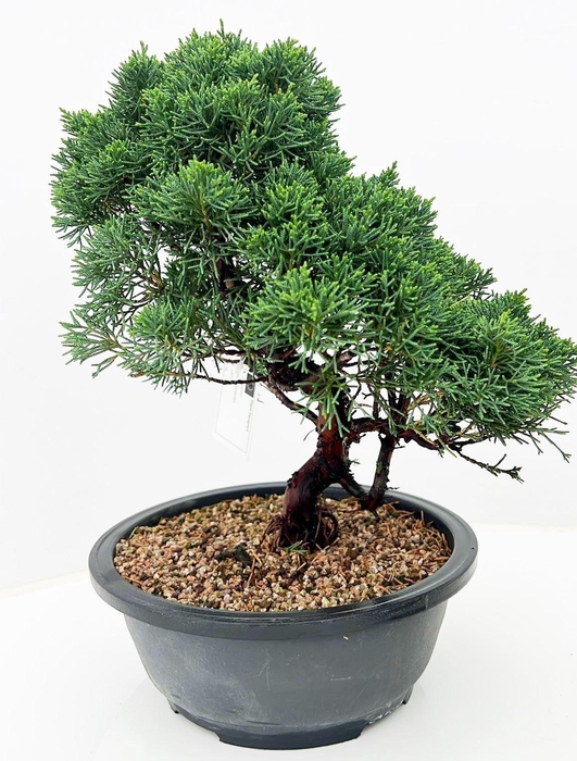 <h4>Juniperus chinensis, 23cm., in trainingspot</h4>