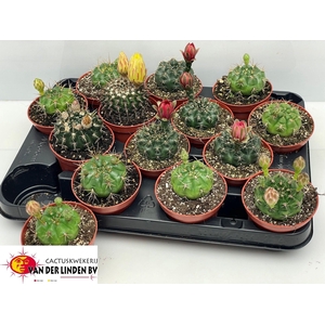 CACTUS BLOEIEND GEM