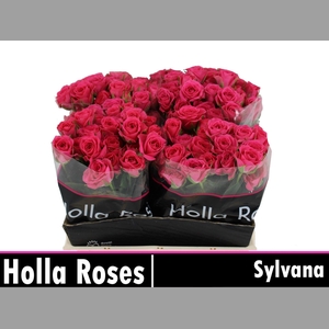 R TR SYLVANA