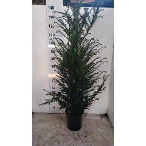 TAXUS BACCATA