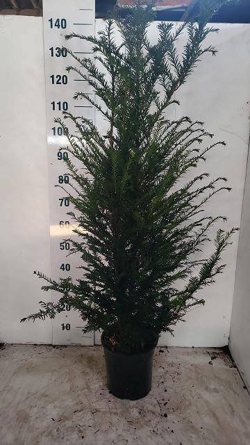 <h4>TAXUS BACCATA</h4>