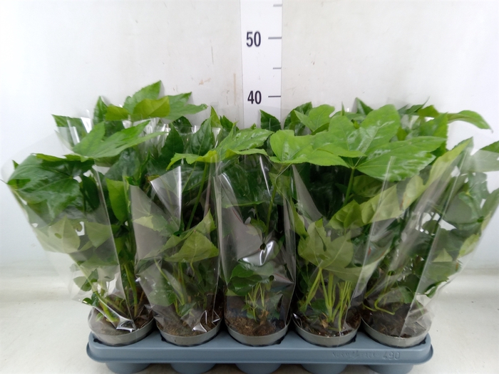 <h4>Fatsia japonica   ...</h4>