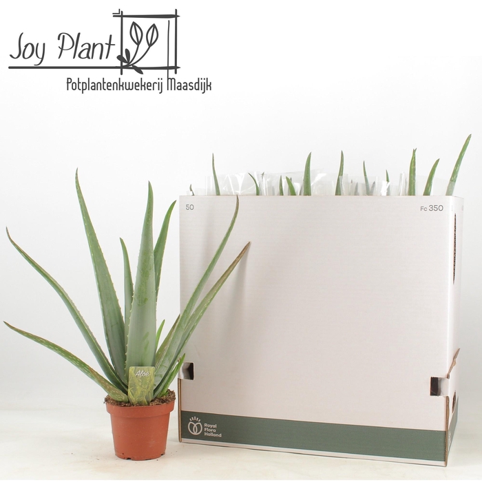 <h4>ALOE VERA</h4>