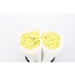 Ran Cloni Ex Commedia