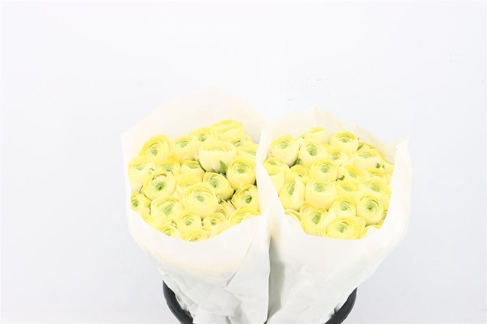 <h4>Ran Cloni Ex Commedia</h4>