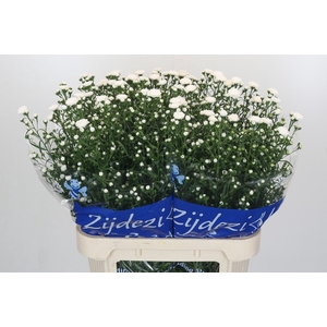 Aster Cassy