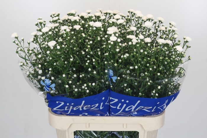 Aster Cassy