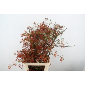 ROSA MULTI FLORA 120CM