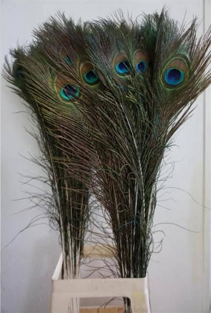 <h4>PAUWENVEREN H Blik x 100 110 CM</h4>