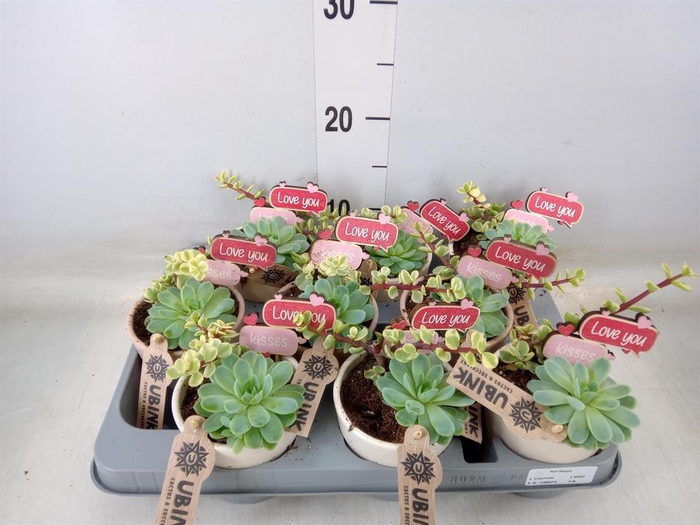 <h4>Arr.  Succulents L%</h4>