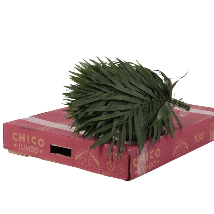 <h4>Chico Jumbo</h4>