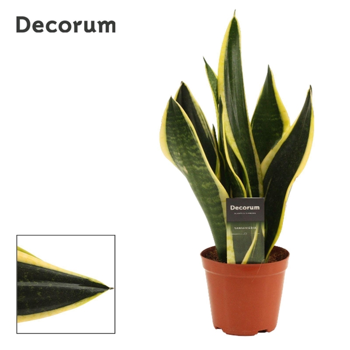 <h4>Sansevieria Night Shade 12 cm (Decorum)</h4>