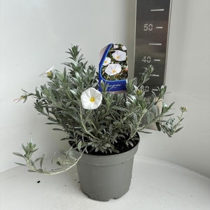 Convolvulus cneorum