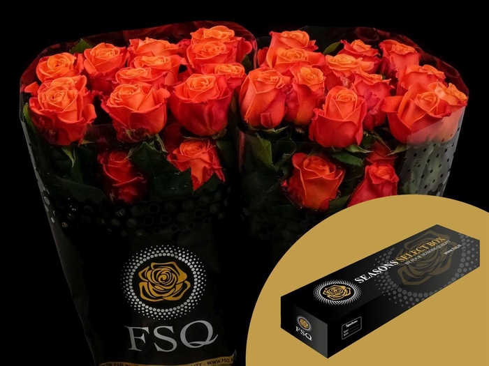 <h4>R GR Orange Crush Box</h4>