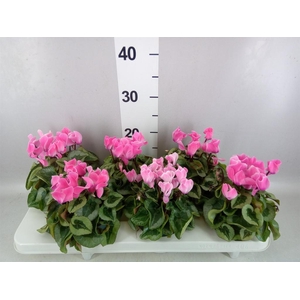 Cyclamen MD 'Rembrandt'