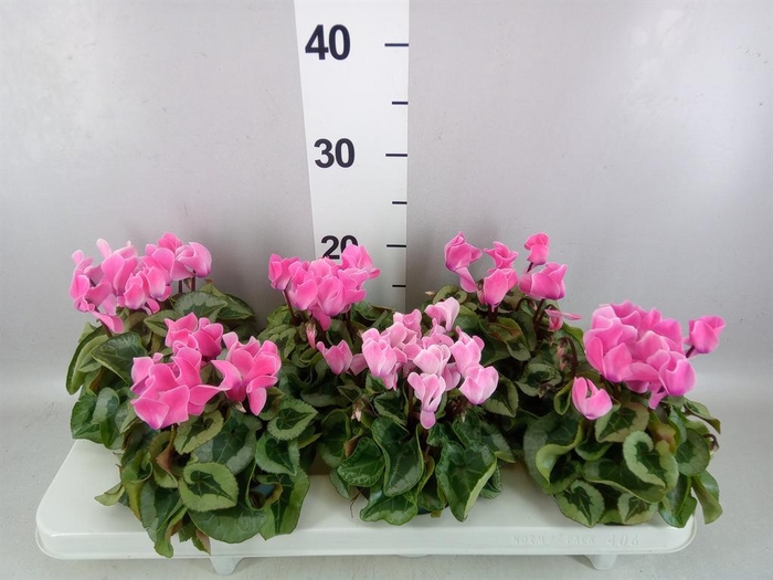 <h4>Cyclamen MD 'Rembrandt'</h4>