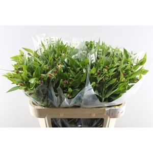 Alstr Fl Sangria (pink)