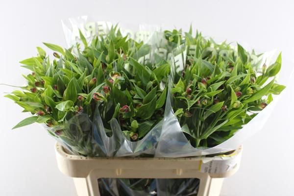 <h4>Alstr Fl Sangria (pink)</h4>