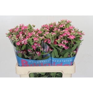 Oxypetalum Bridal Diana