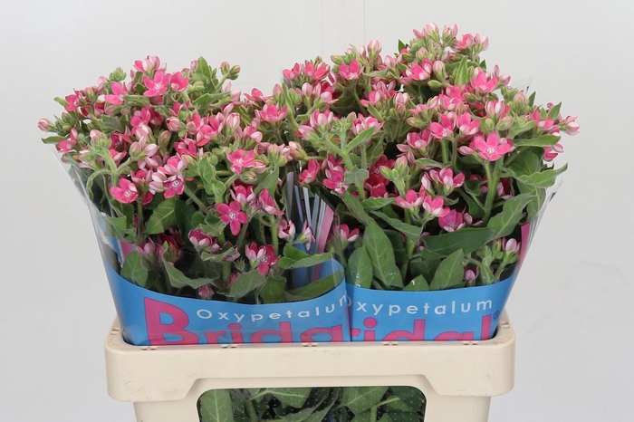 <h4>Oxypetalum Bridal Diana</h4>