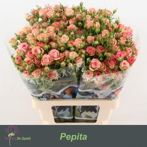 R TR PEPITA