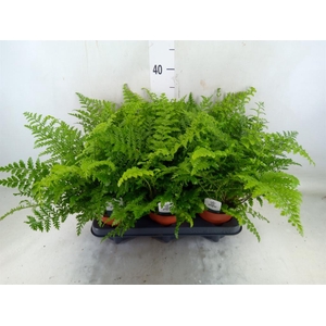 Asplenium  'Parvati'