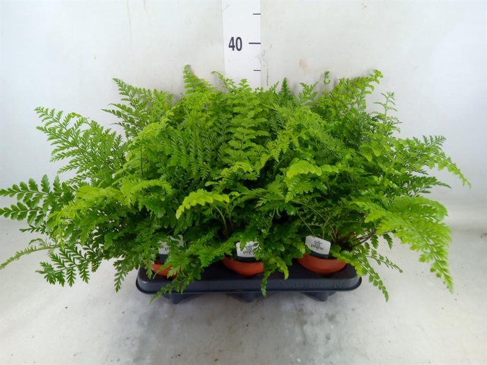 <h4>Asplenium  'Parvati'</h4>