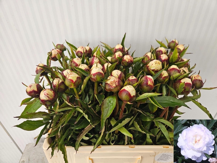 <h4>PAEONIA SHIRLEY TEMPLE</h4>