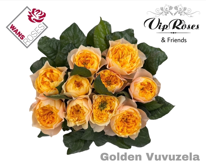 <h4>R GR GOLDEN VUVUZELA</h4>