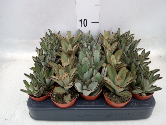 <h4>Kalanchoe NF   ...</h4>