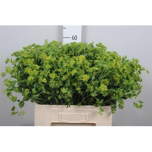 Bupleurum Griffithii