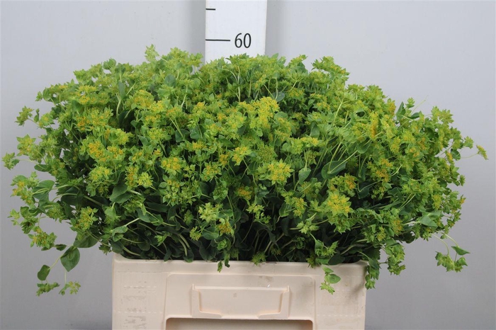 <h4>Bupleurum Griffithii</h4>