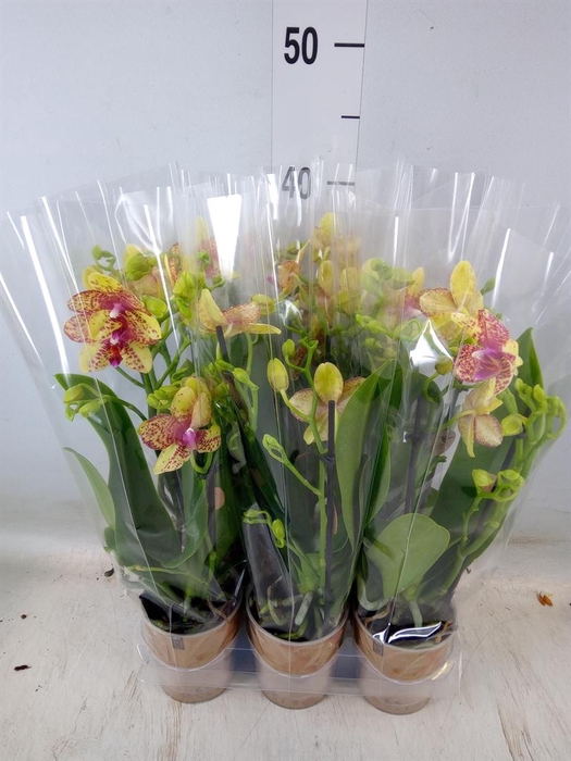 <h4>Phalaenopsis multi. ...yellow</h4>