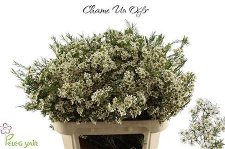 <h4>Chame Un Ofir</h4>