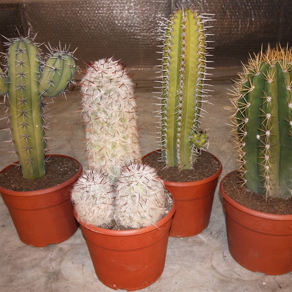 <h4>545 Zuilen mix XXL 28 cm</h4>
