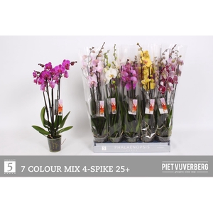 PHAL GEM 7 KL
