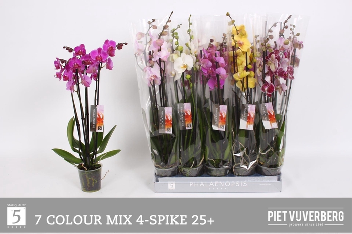 <h4>PHAL GEM 7 KL</h4>
